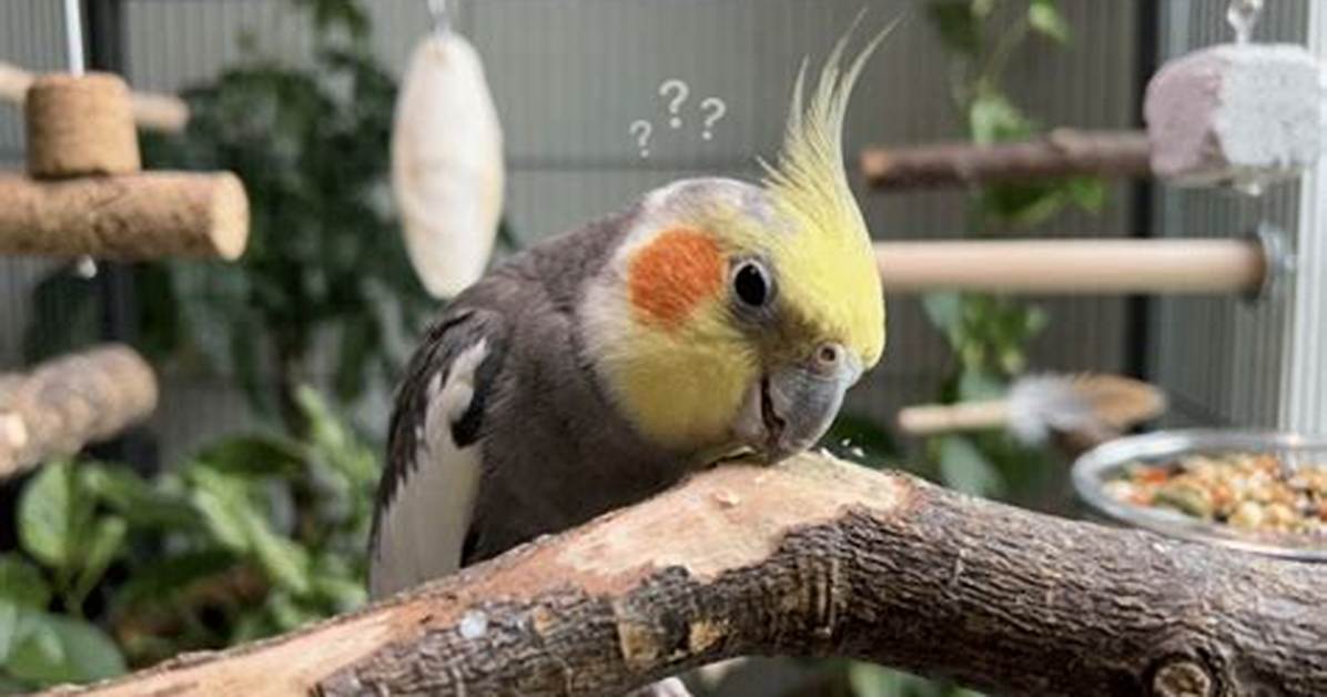 Why Does My Bird Click His Beak?