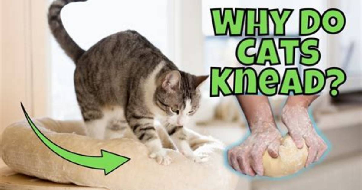 Why Does My Cat Always Knead?