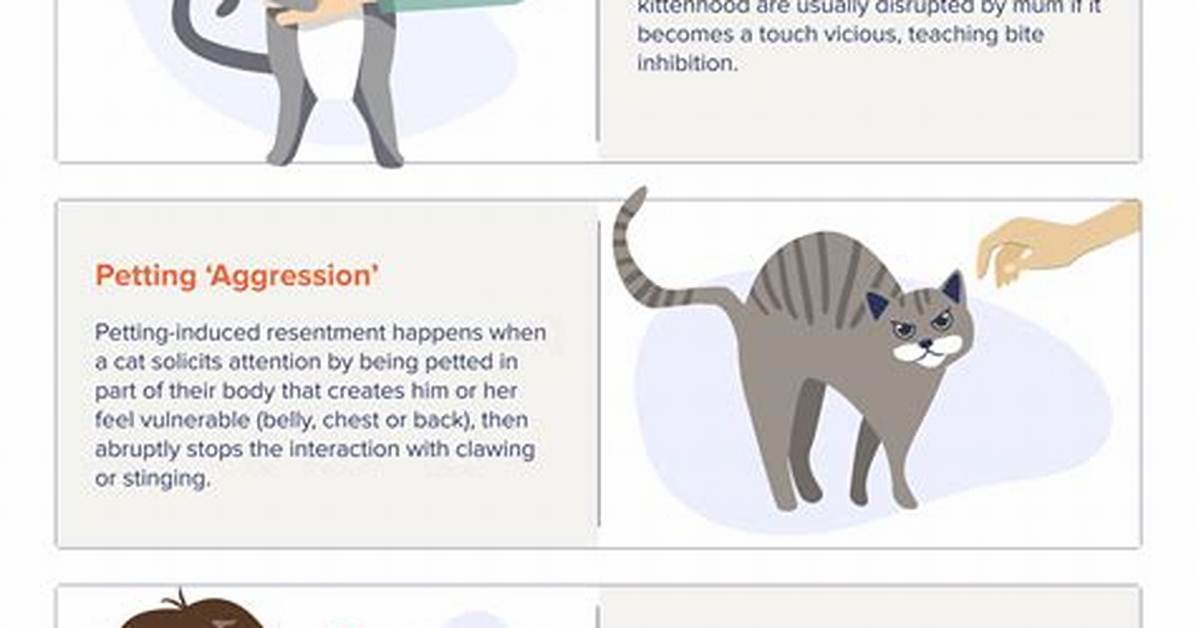 Why Does My Cat Bite and Pull My Hair