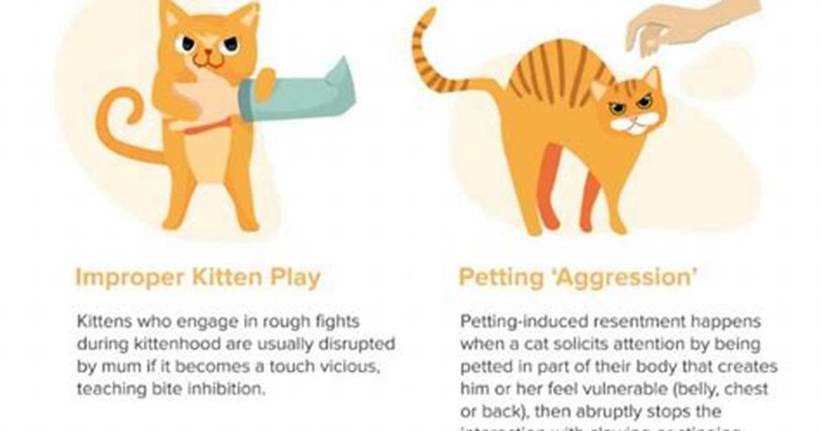 Why Does My Cat Bite Me Gently?