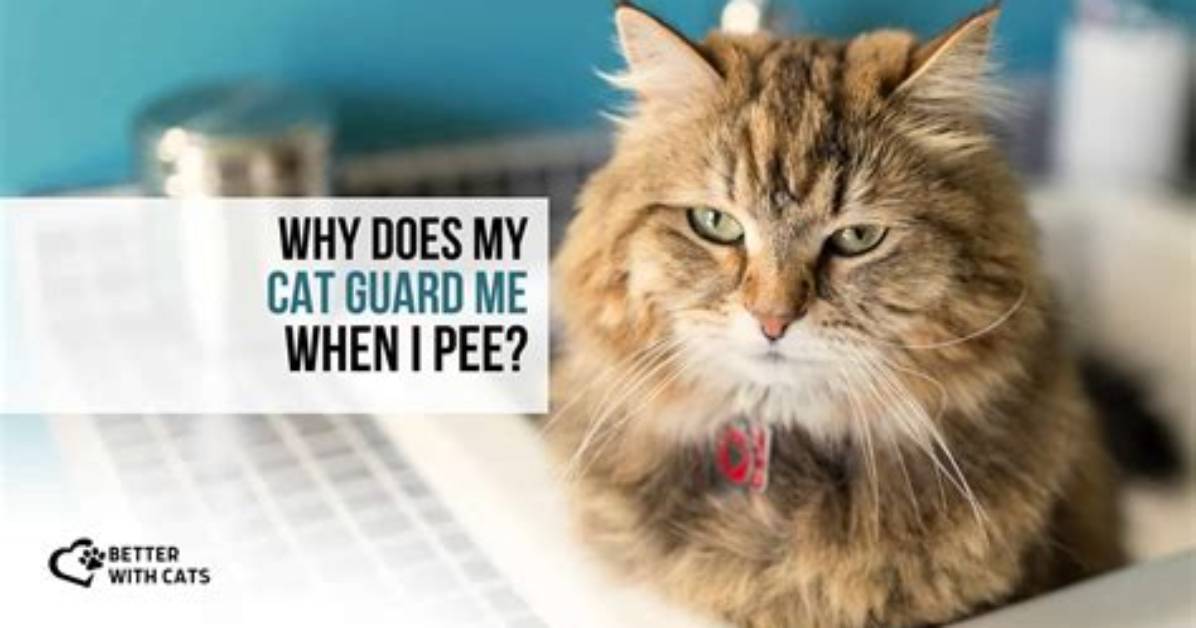 Why Does My Cat Guard Me When I Shower?
