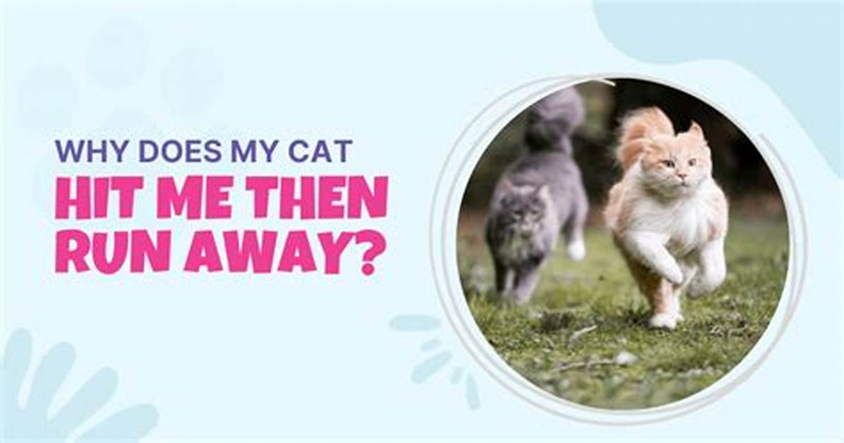Why Does My Cat Run into My Legs?