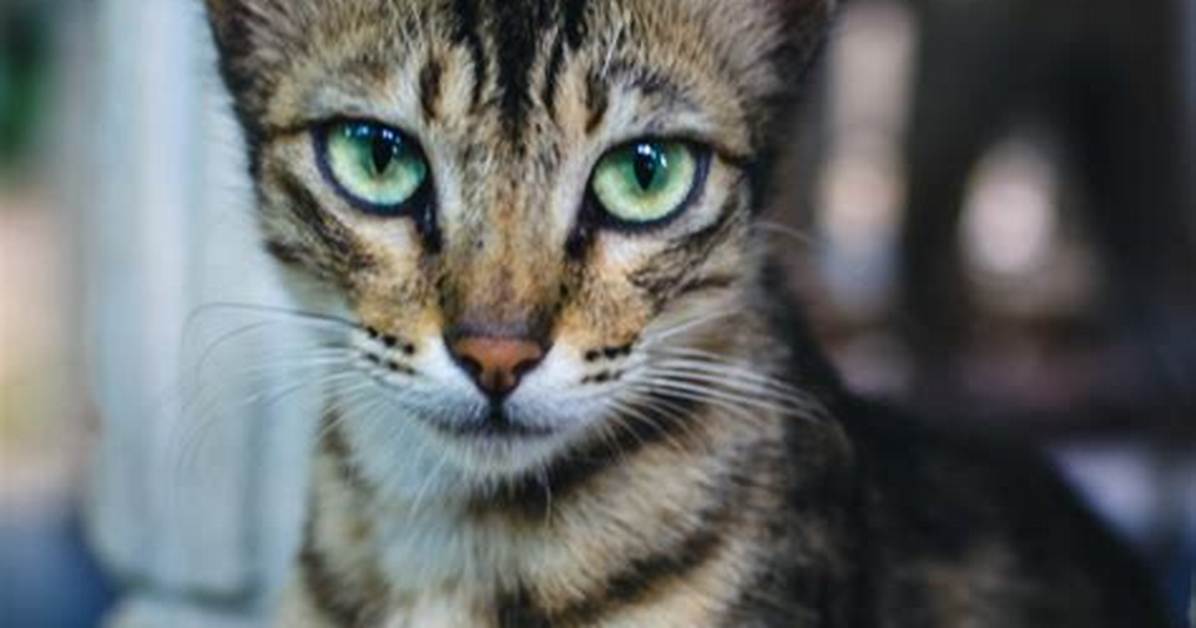 Why Does My Cat Wake Me up to Be Petted?