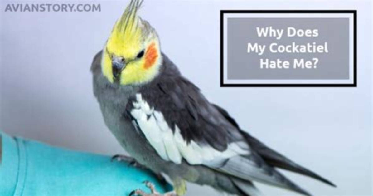 Why Does My Cockatiel Hate Me?