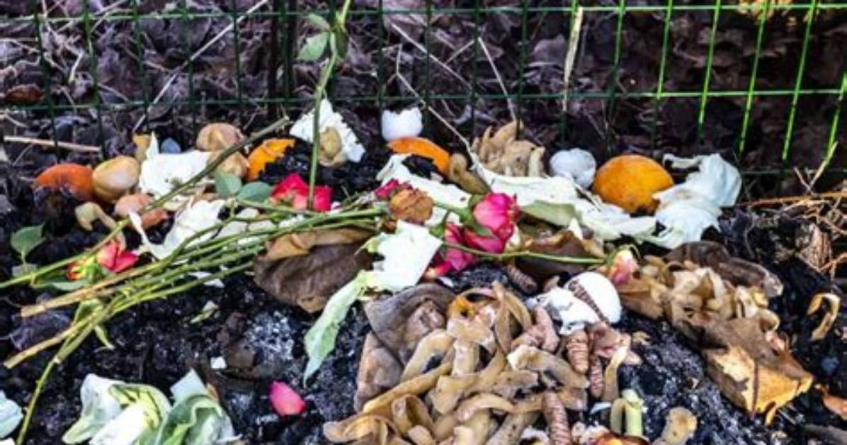 Why Does My Compost Have Maggots?