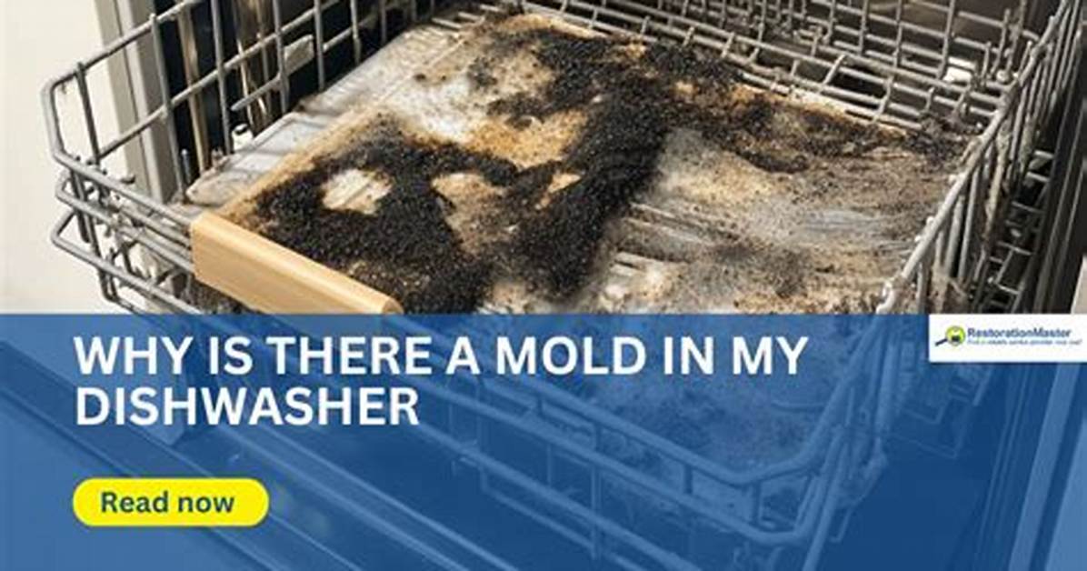 Why Does My Dishwasher Have Mildew