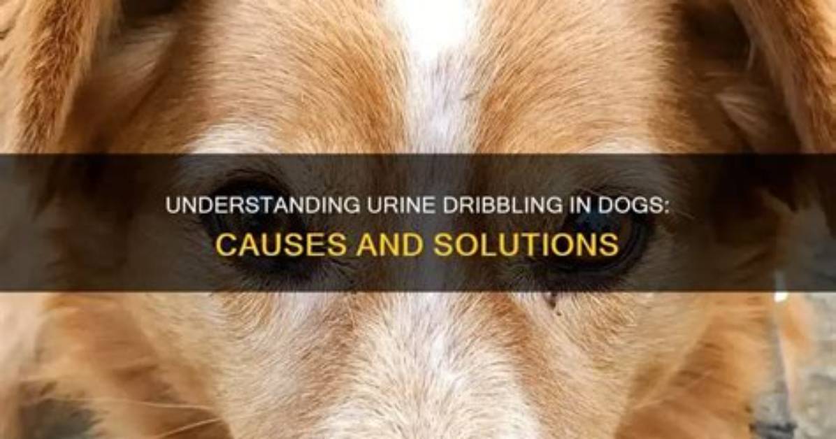 Why Does My Dog Dribble Urine?