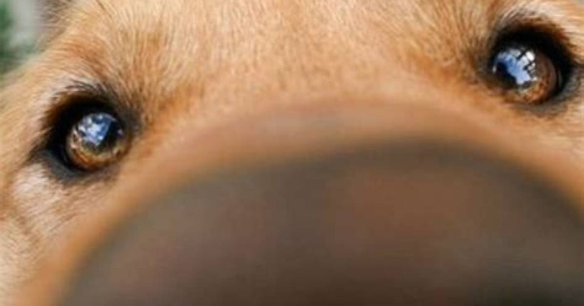 Why Does My Dog Just Stare at Me?