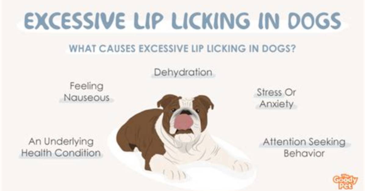 Why Does My Dog Keep Licking Above His Tail?