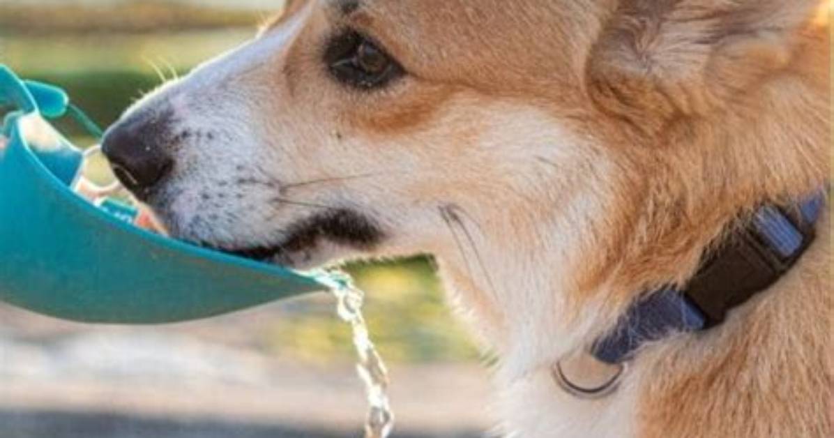 Why Does My Dog Throw a Tantrum?