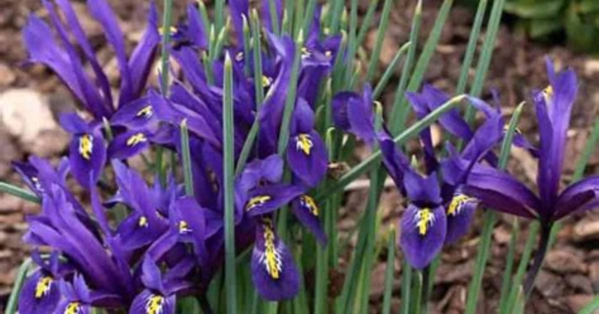 Why Does My Iris Not Bloom