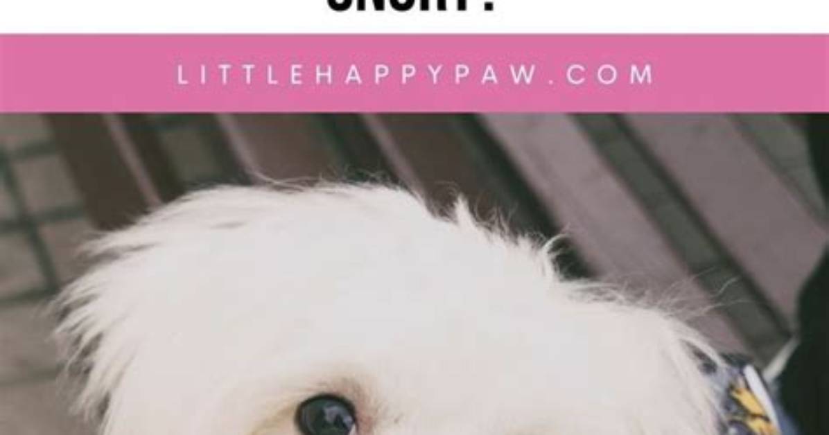 Why Does My Maltese Snort