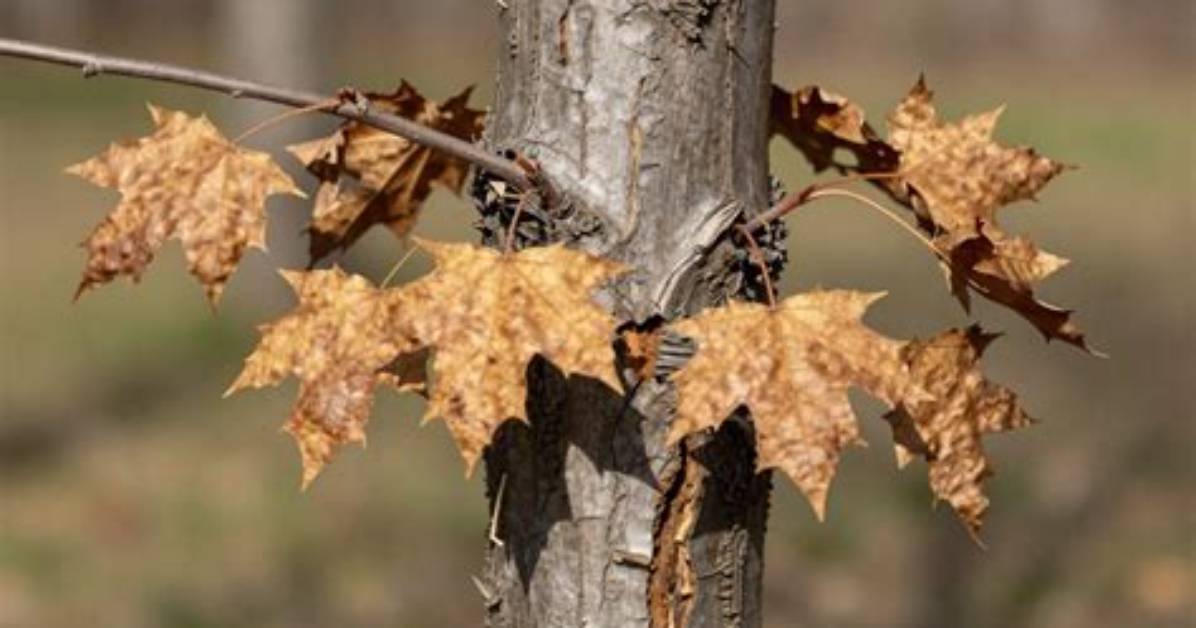 Why Does My Maple Tree Look Like It Is Dying?