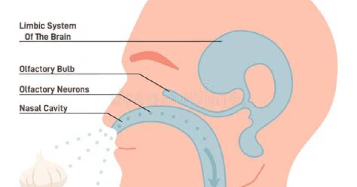 Why Does My Olfactory Smell?