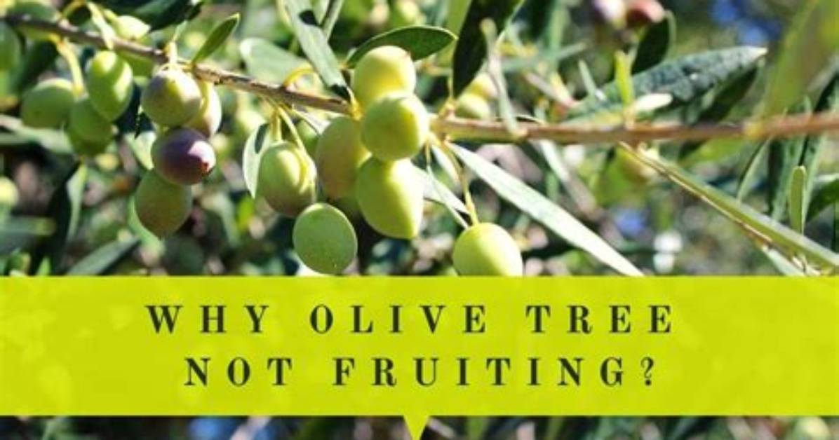 Why Does My Olive Tree Not Flower
