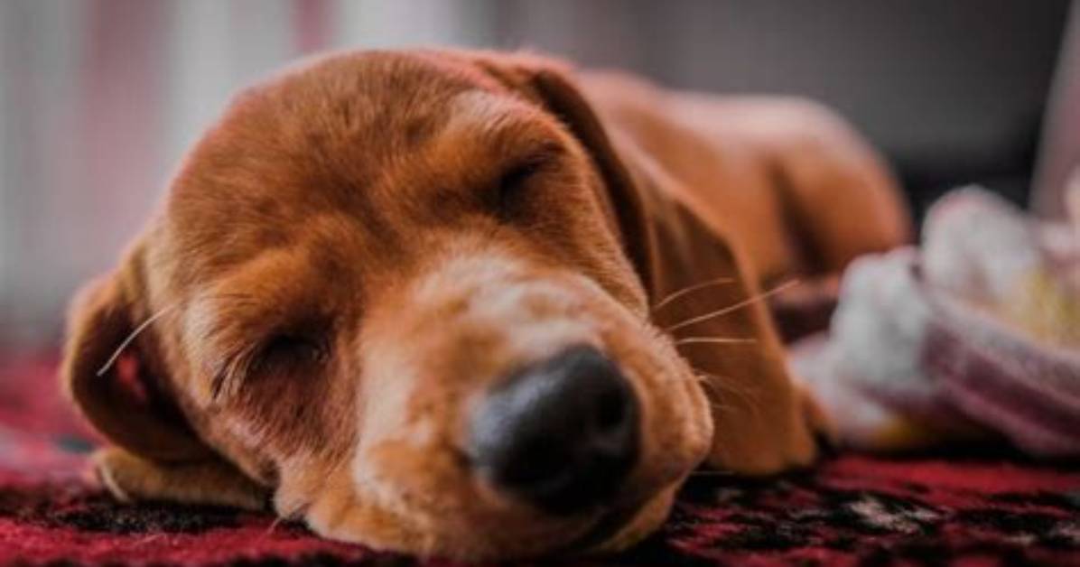 Why Does My Puppy Not Sleep