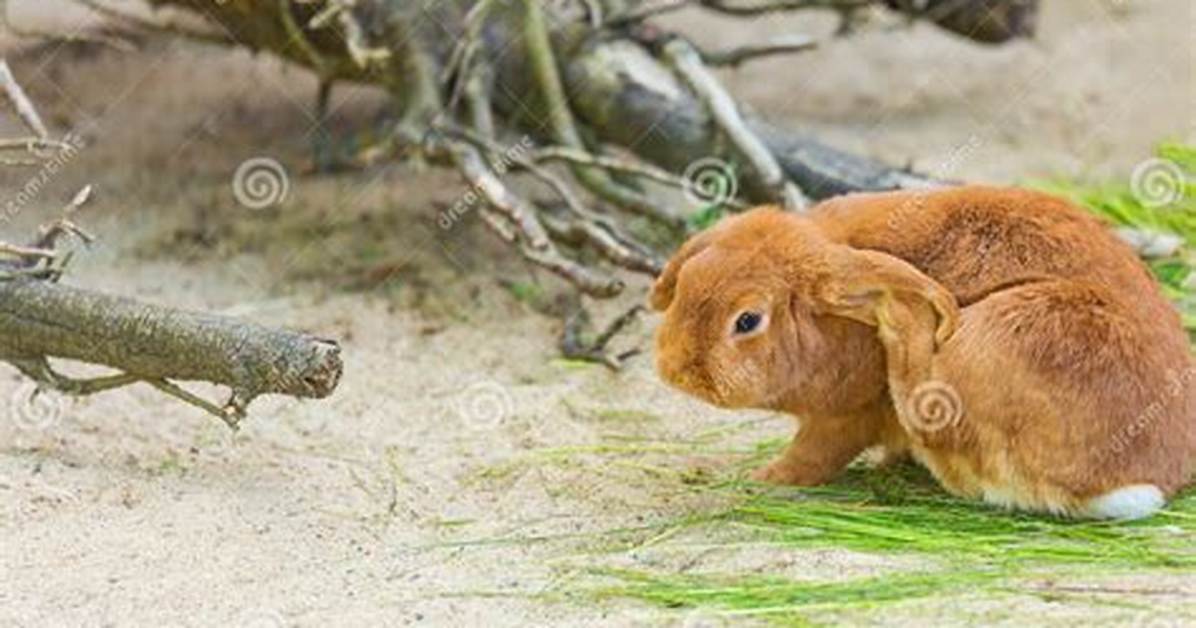 Why Does My Rabbit Scratch His Ear