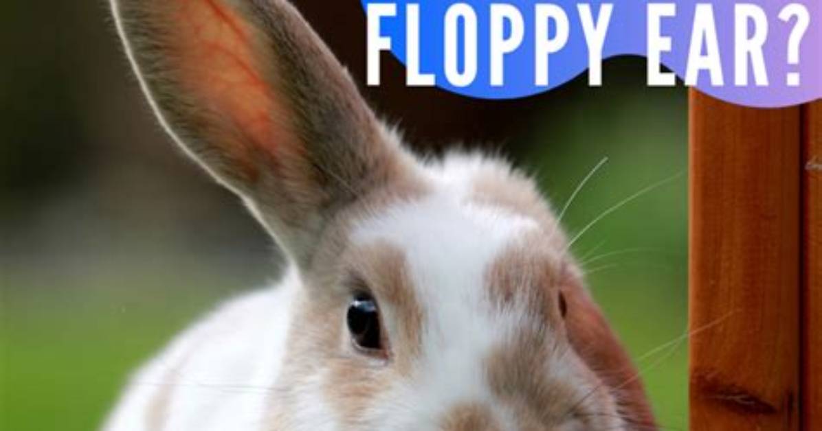 Why Does My Rabbit Shake His Ears?