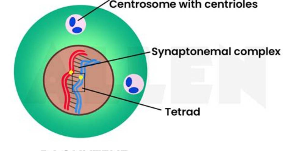 Why Does Pachytene Occurs?