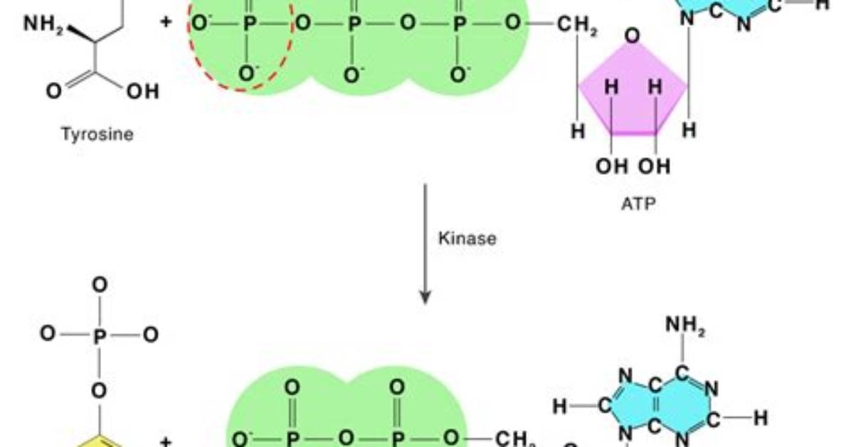 Why Does Phosphorylation Occur?