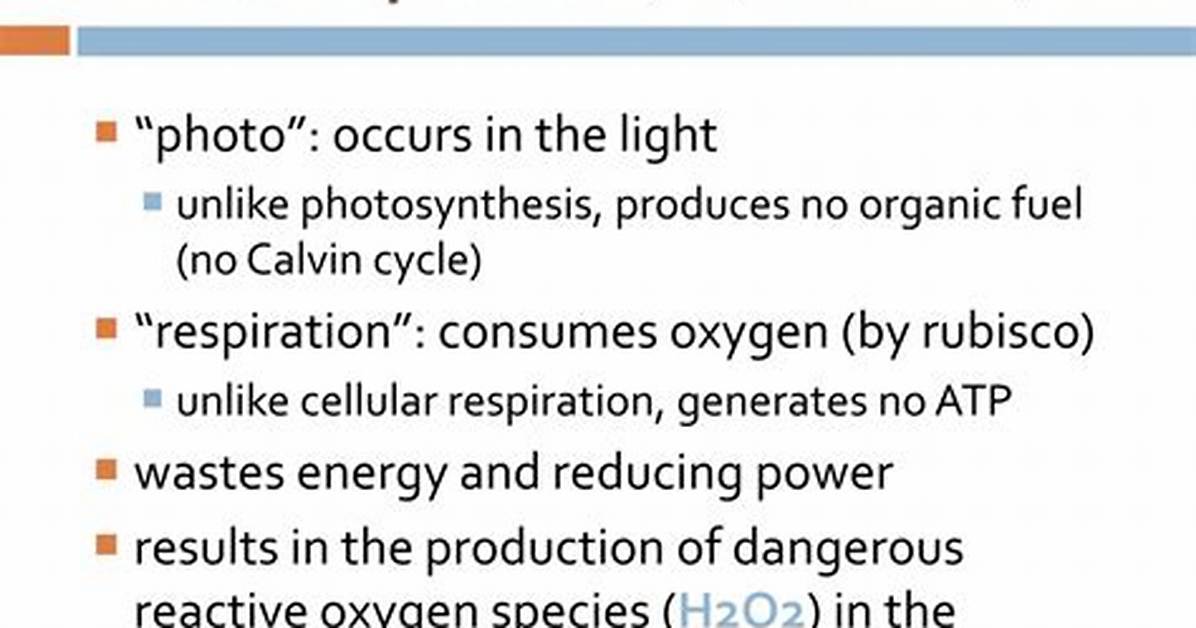 Why Does Photorespiration Exist?