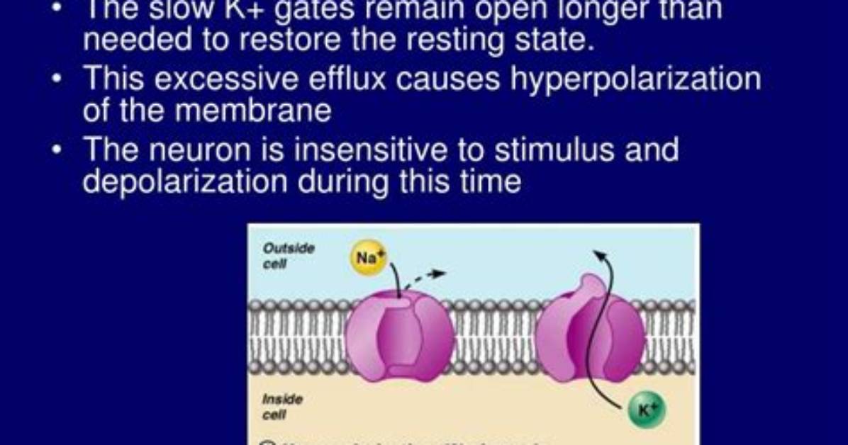 Why Does Potassium Efflux Cause Hyperpolarization?