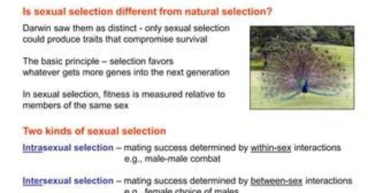 Why Does Sexual Selection Often Contribute to Speciation