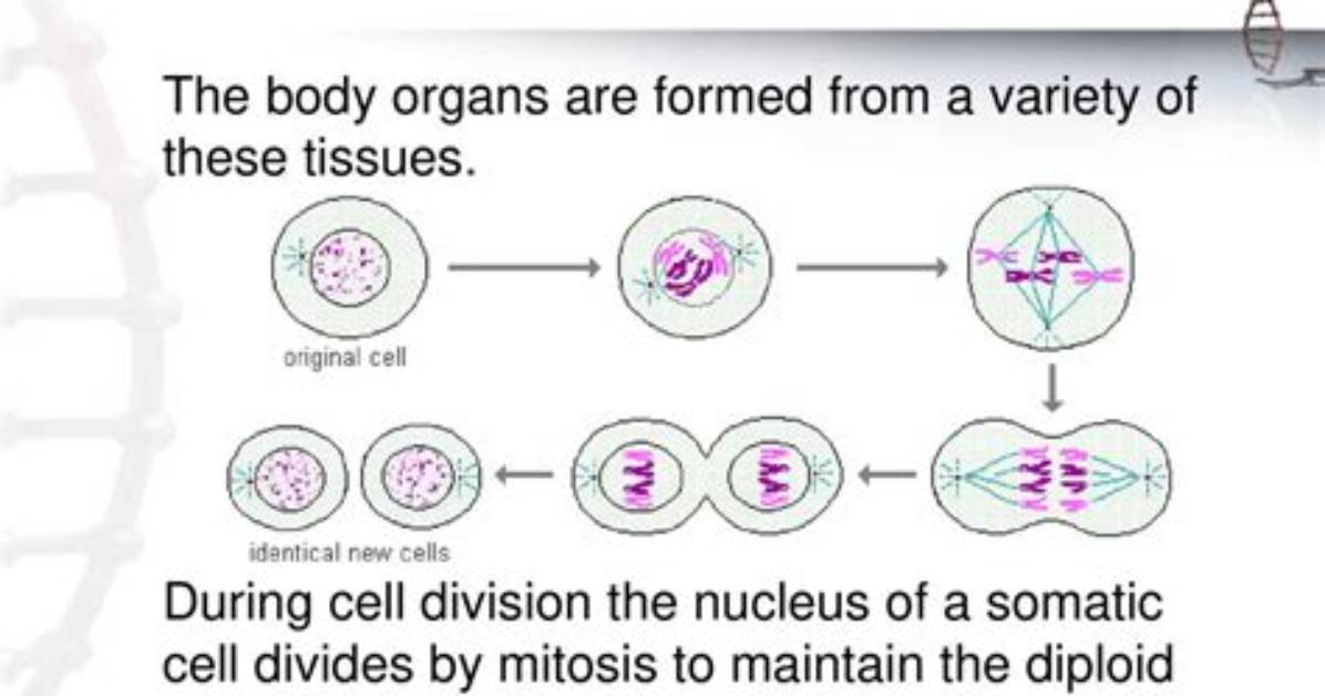Why Does Somatic Mean?