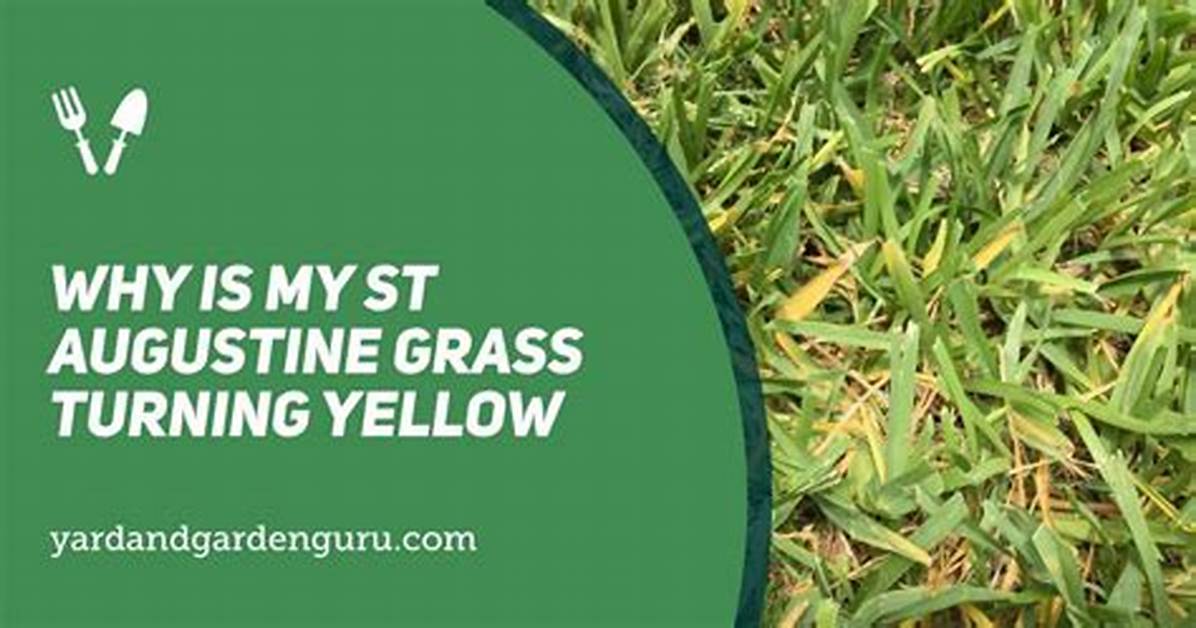 Why Does St Augustine Grass Turn Yellow and Die