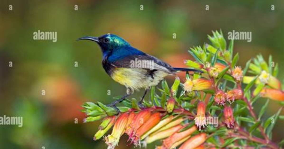 Why Does Sunbird Have Long Beak?