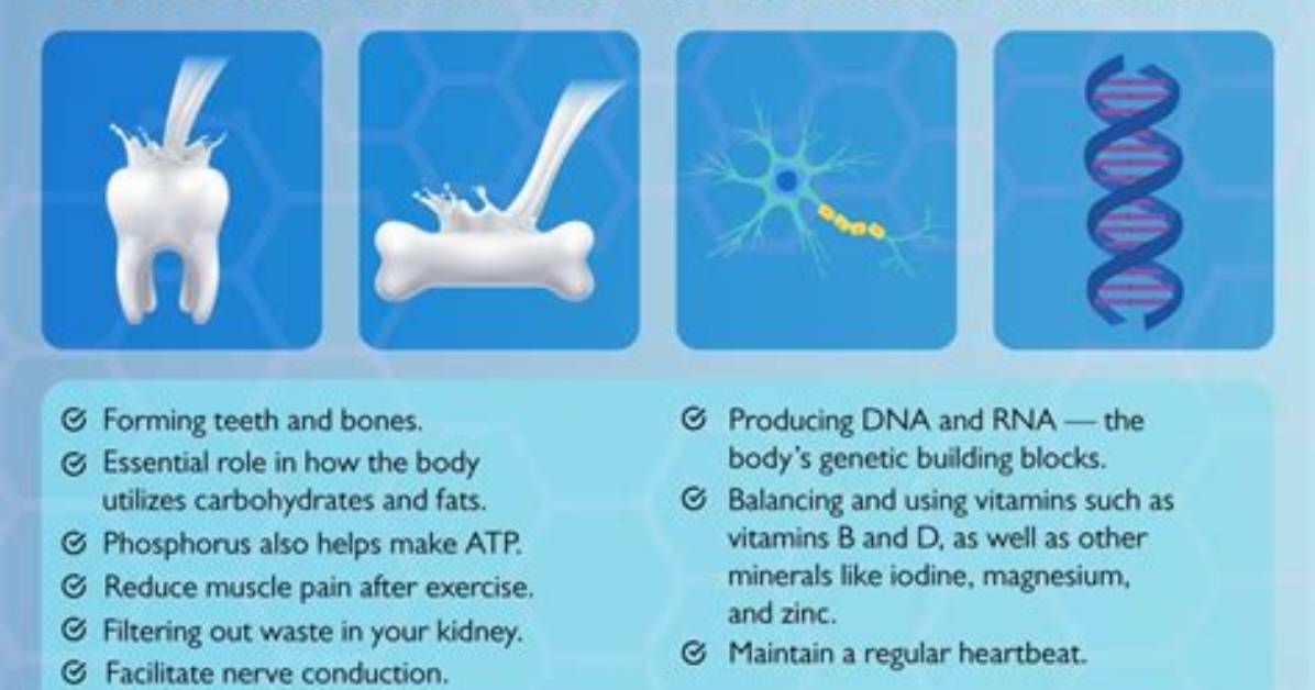 Why Does the Body Increase Phosphorus?