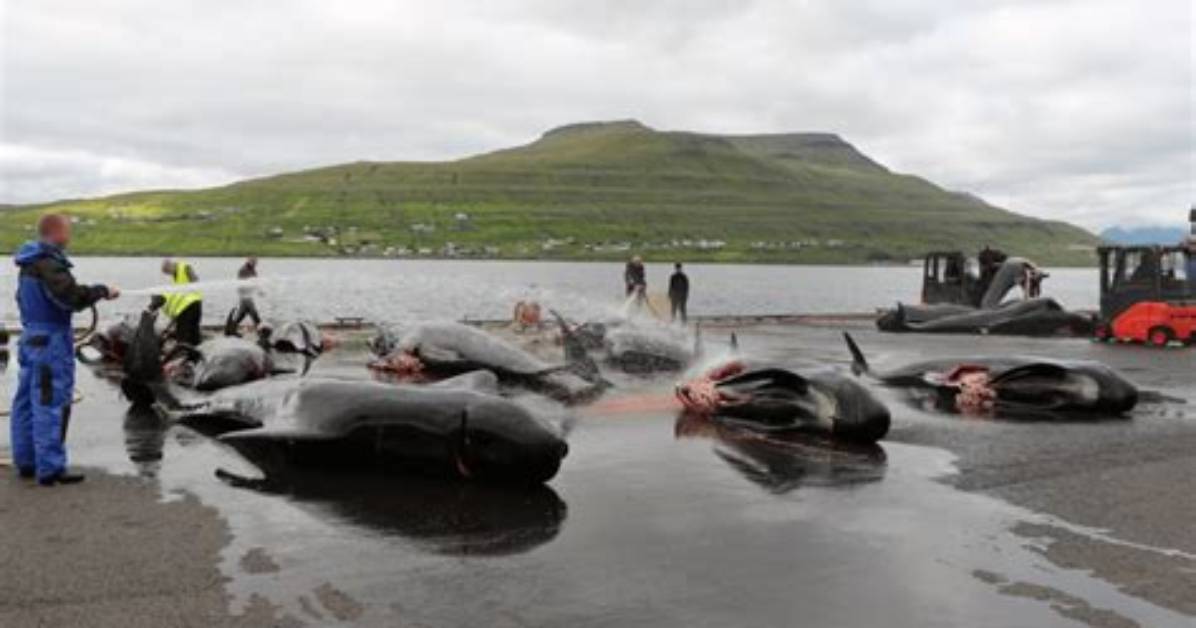 Why Does the Faroe Islands Kill Whales?