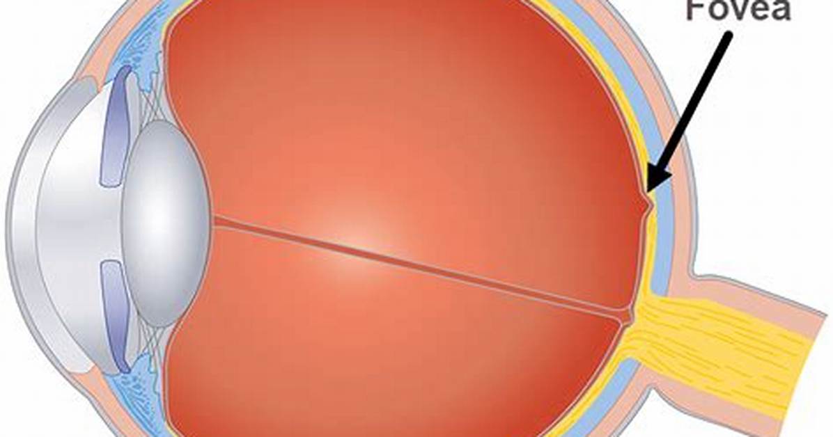 Why Does the Fovea Have the Sharpest Vision?