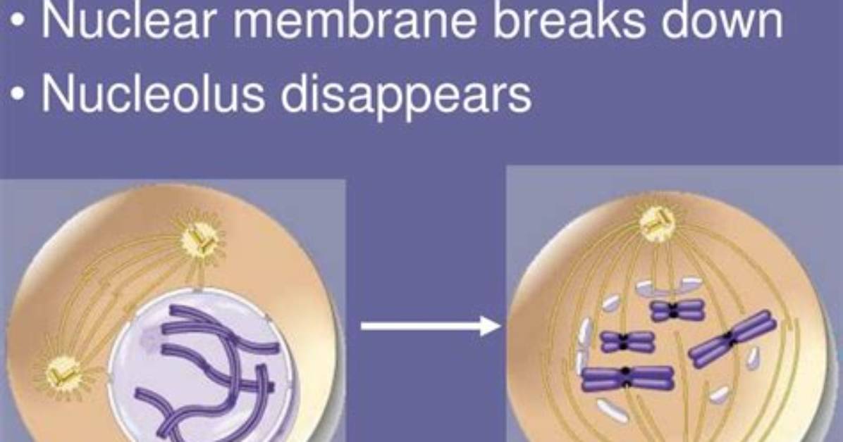 Why Does the Nuclear Membrane Break Down During Prophase