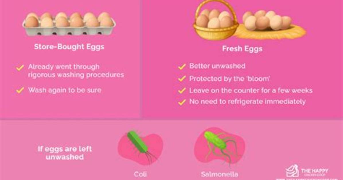 Why Does the Us Wash Eggs?