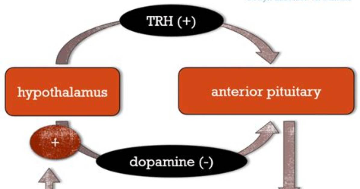 Why Does Trh Stimulates Prolactin?