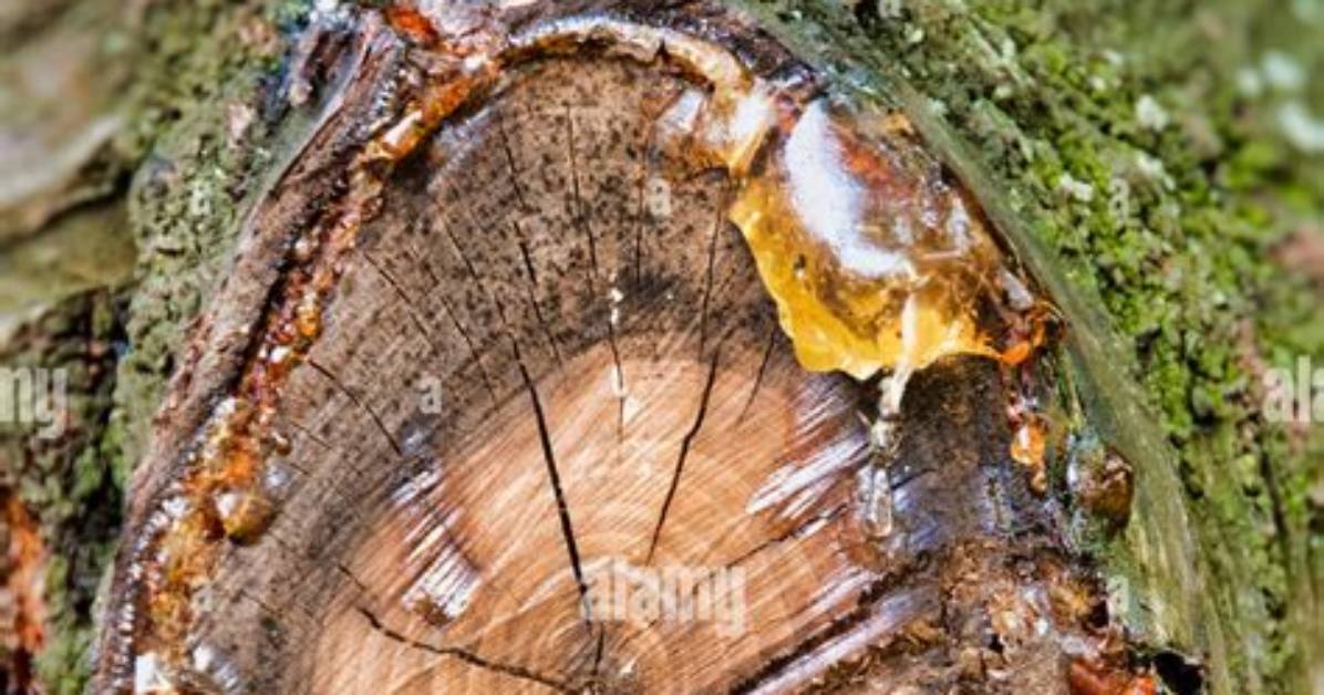Why Does Wood Oozing Sap?