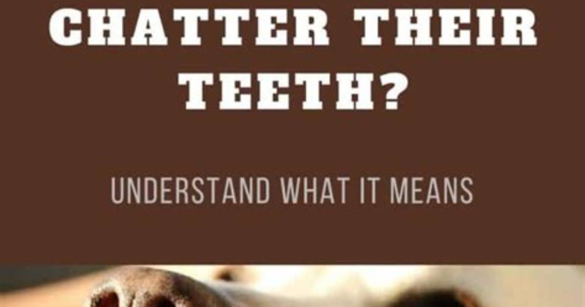 Why Dog Chatters Teeth?