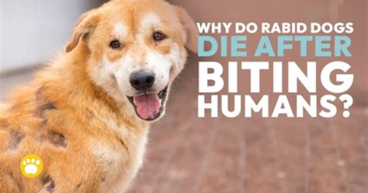 Why Dogs Die After Biting?