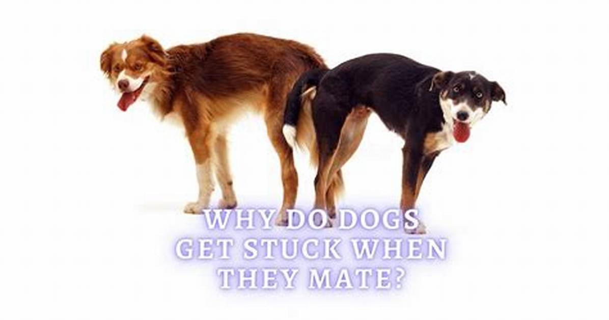 Why Dogs Stuck During Mating?