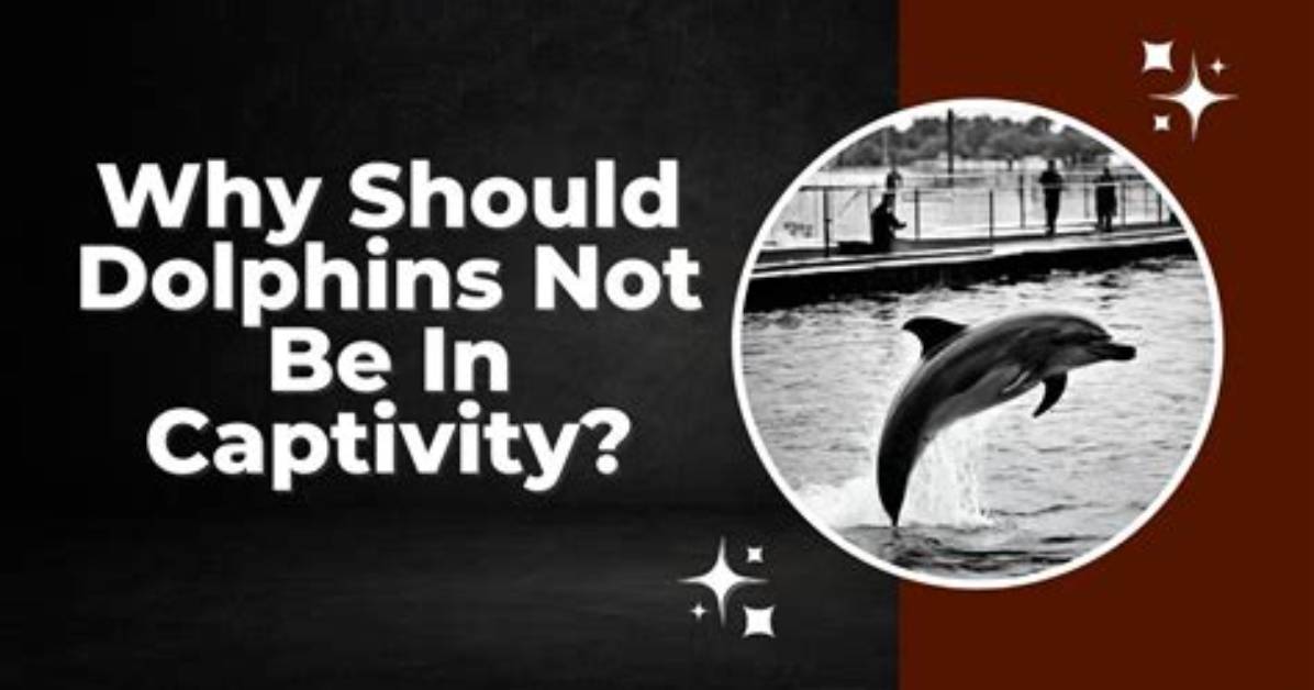 Why Dolphins Should Not Be in Captivity