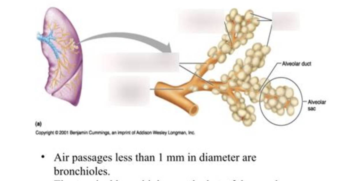 Why Don't Bronchioles Need This Support?