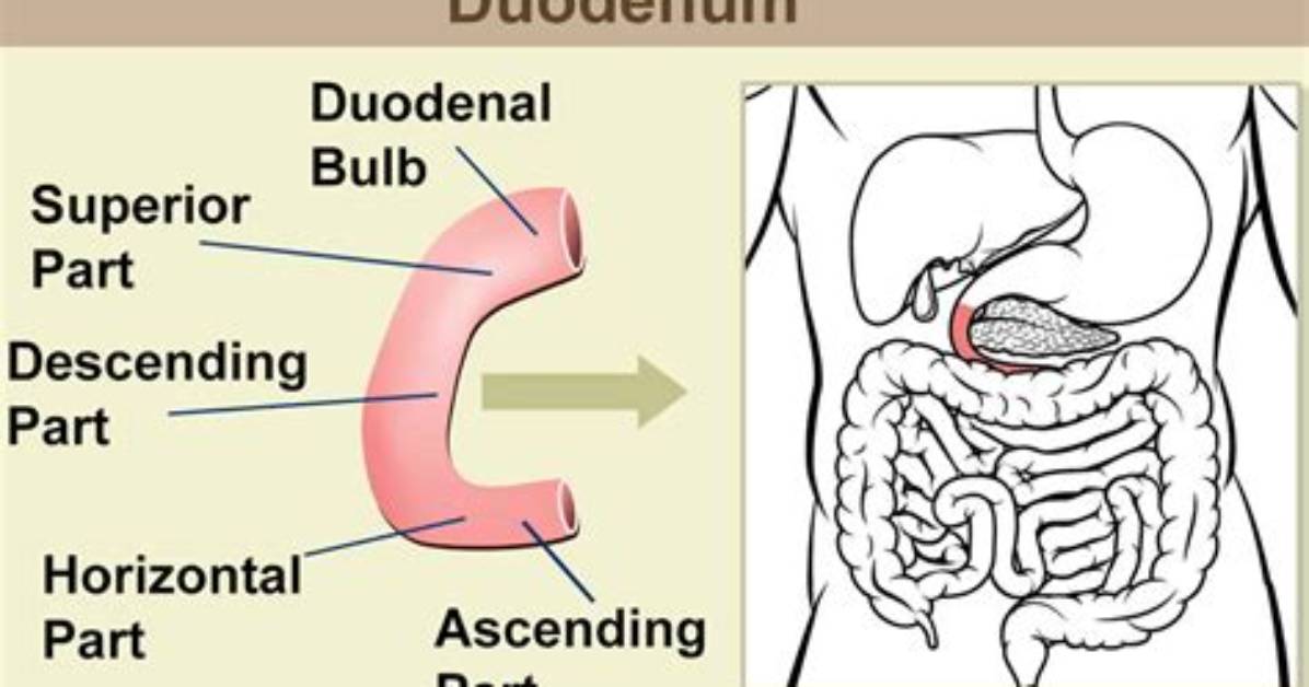 Why Duodenum Is Called So?