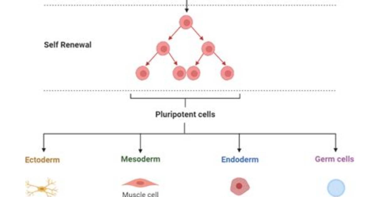 Why Embryonic Stem Cell Research Should Be Illegal?