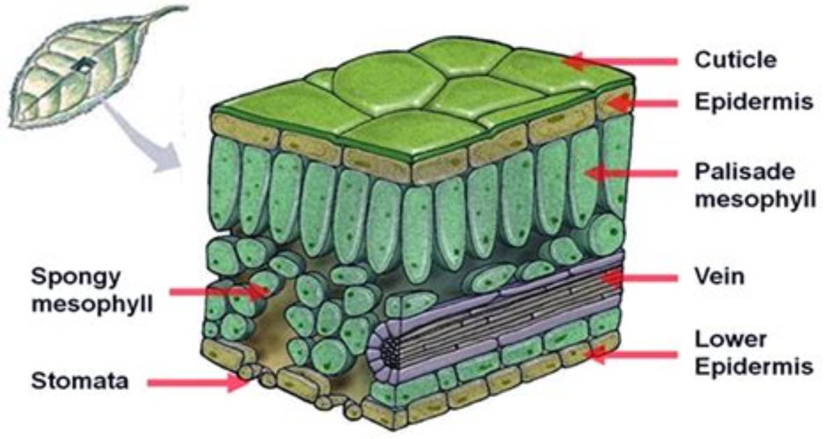 Why Epidermis Is Important for Plants?