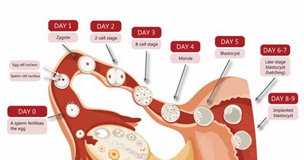Why Fertilized Egg Does Not Implant?