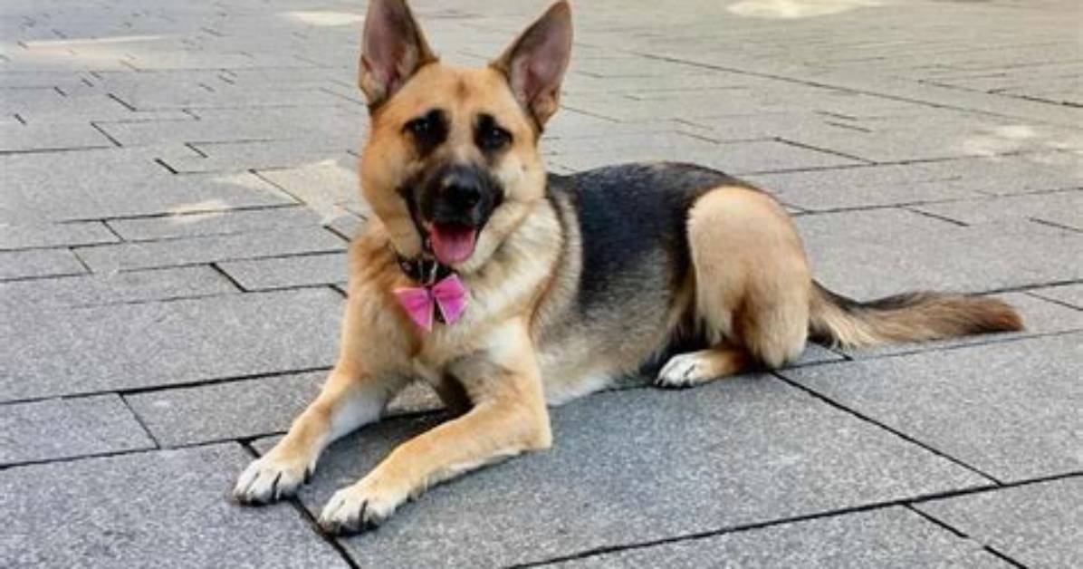 Why German Shepherd Small?
