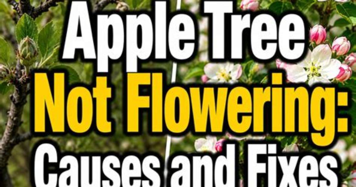 Why Has My Apple Tree Not Flowered This Year