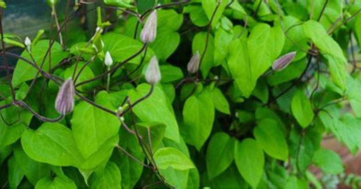 Why Has My Clematis Not Flowered?