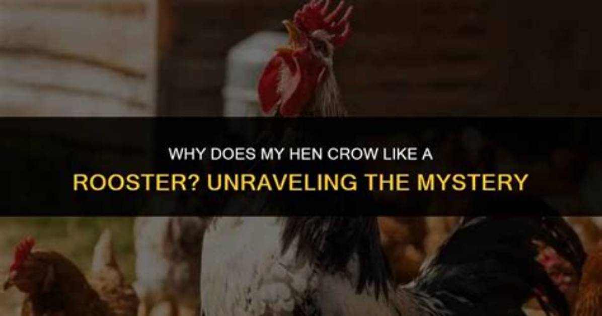 Why Hen Crows Like Rooster?